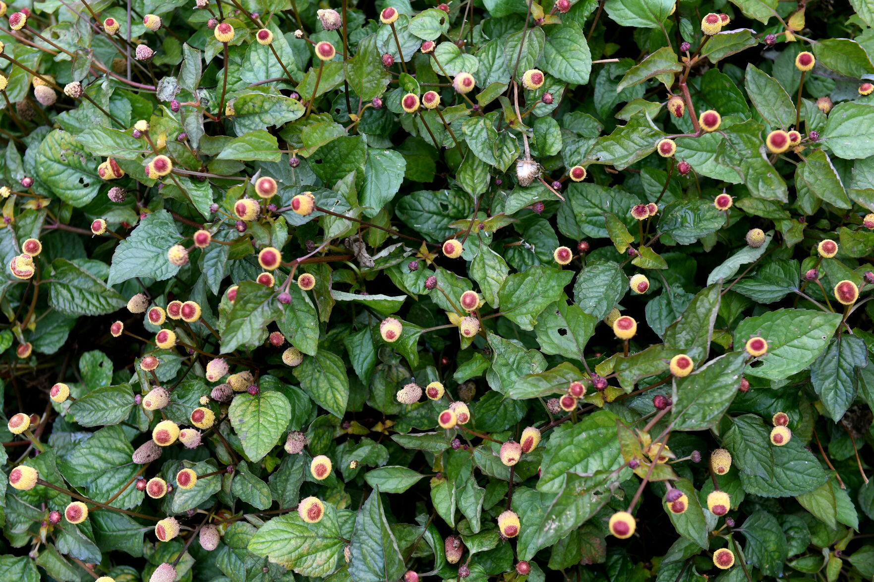 Toothache Plant